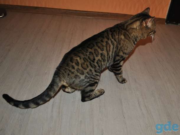 Бенгальский кот вязка, фотография 5