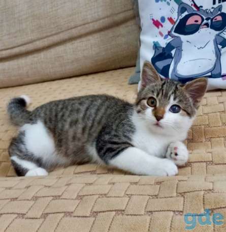 Котенок ищет дом, фотография 2