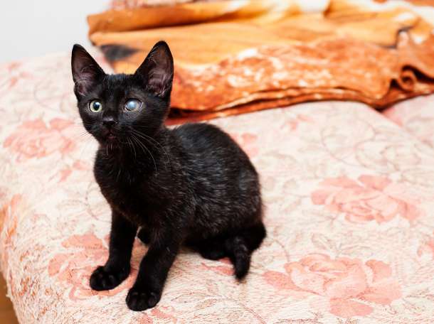 Котята в любящую семью, фотография 6