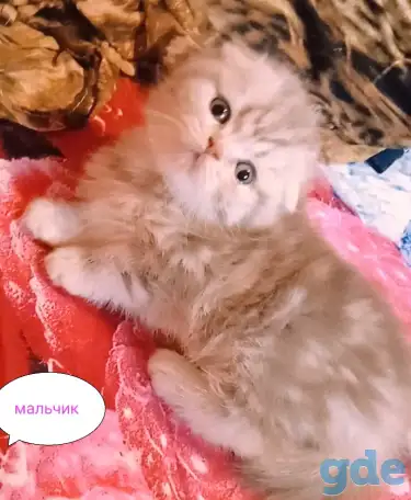 Шотландские вислоухие котята, фотография 8