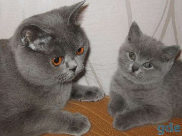 БРИТАНСКИЕ КОТЯТА, фотография 2