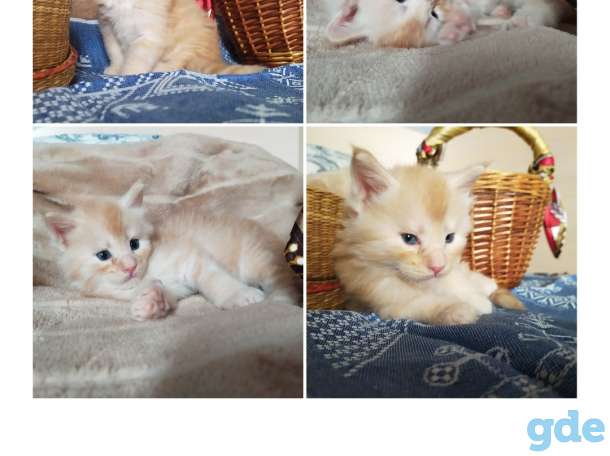 Мейн-кун, котята, фотография 4