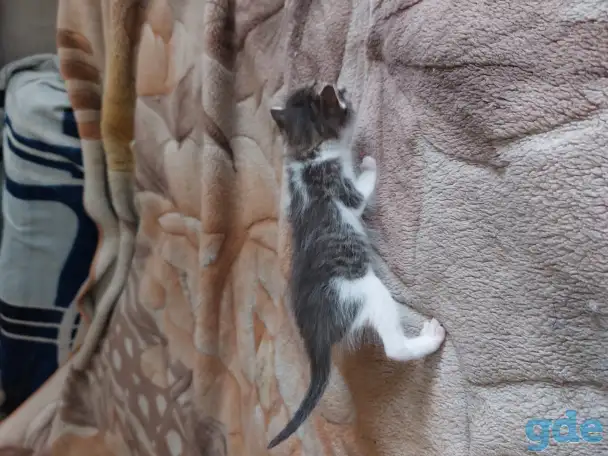 Котята в дар, фотография 10