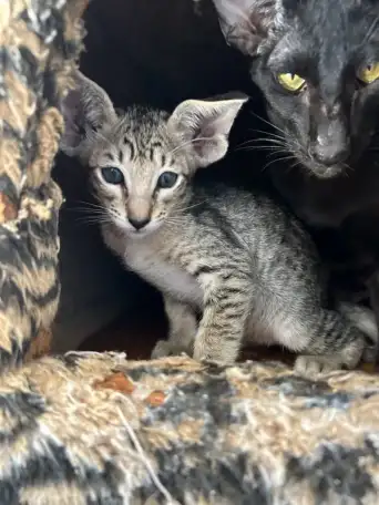 Ориентальные котята, ориенталы., фотография 4