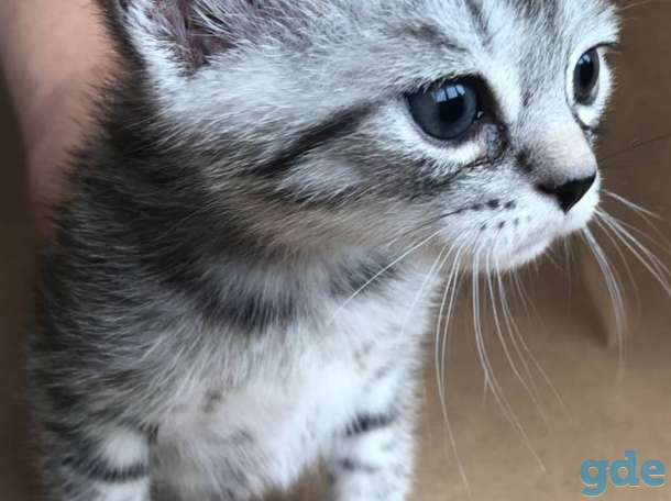 Шотландские котята, фотография 1
