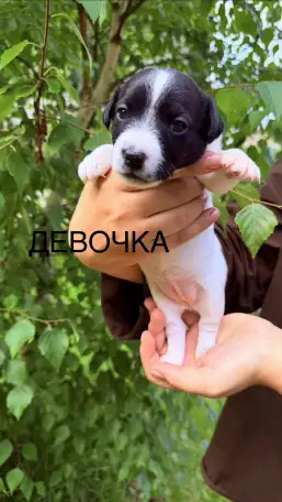 Продам щенков Джек Рассел терьера, фотография 3