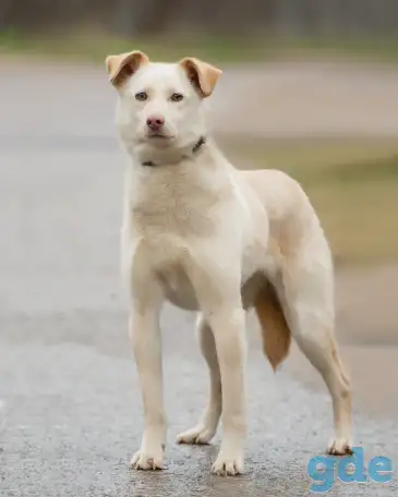 Молодая собака Зая в поисках дома!, фотография 2
