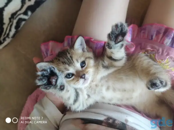 Шотландские котята, фотография 2