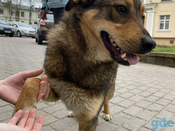 Очень срочно. молодой и ласковый друг ждет хозяина!, фотография 4