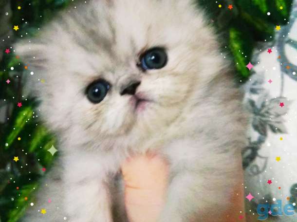 Персидские котята. Мальчики зайчики. Персы., фотография 4