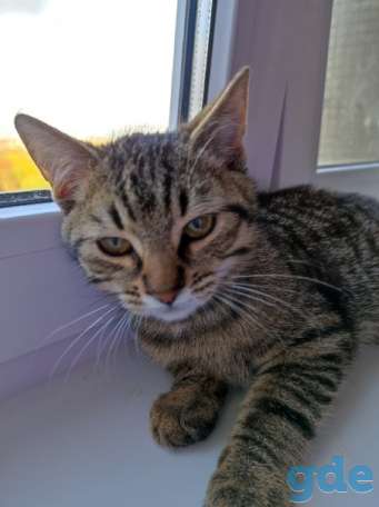 Котенок ищет дом, фотография 3