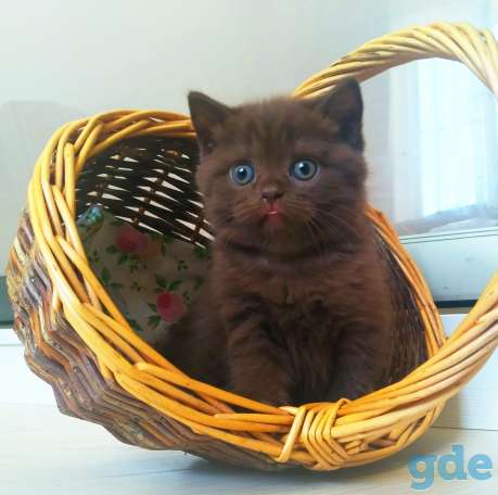 Британский котенок от папы чемпиона, фотография 2