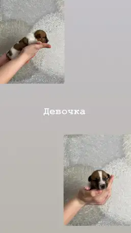 Щенки Джек Рассел терьер, фотография 2