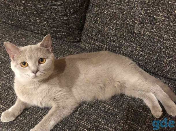 Продажа британских котят, фотография 6