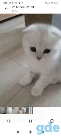 Шотландские котята серебристая шиншилла, фотография 2