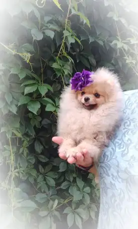 Померанский шпиц, щенки. Мини мишки, фотография 5