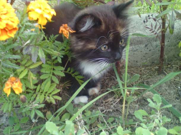 Пушистые котята в дар, фотография 3