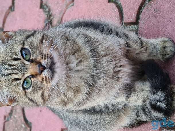 Милые котики ищут дом, 4 месяца, фотография 3
