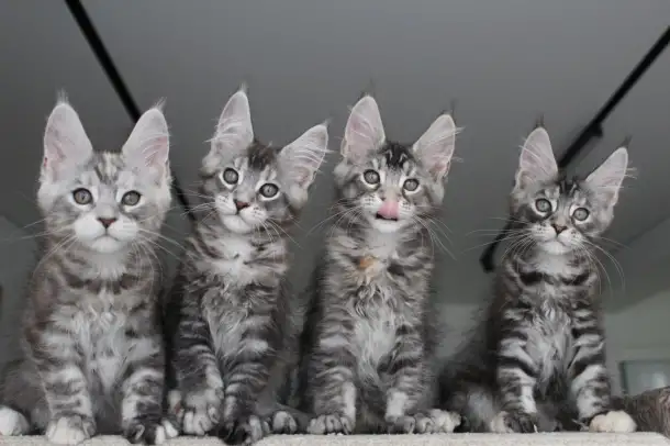 Мейн кун котята!, фотография 1