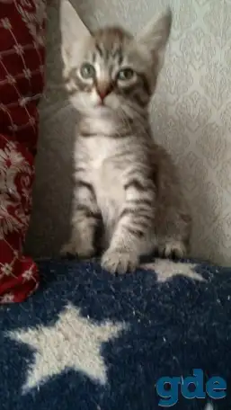 Котёнок в добрые руки, фотография 1
