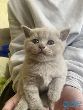 Британские котята, фотография 1