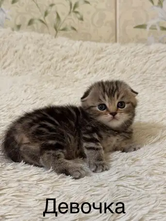 Котята Шотландские вислоухие, фотография 4