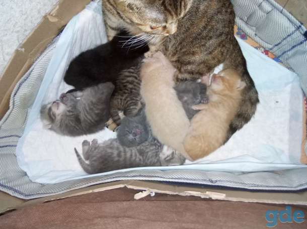котята, фотография 1