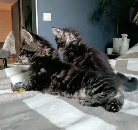 Котята Мейн-кун, фотография 7