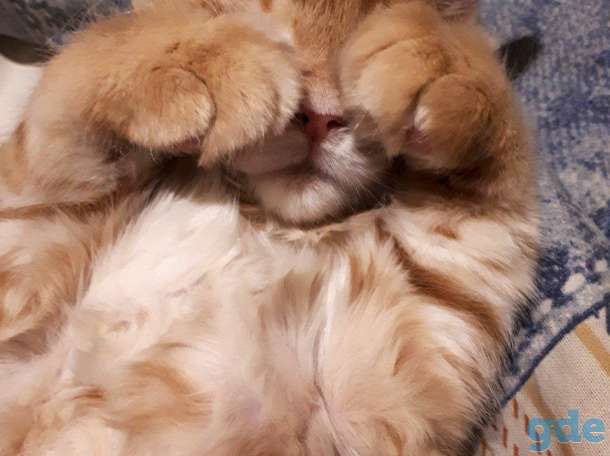 Котята Мейн КУН, фотография 7