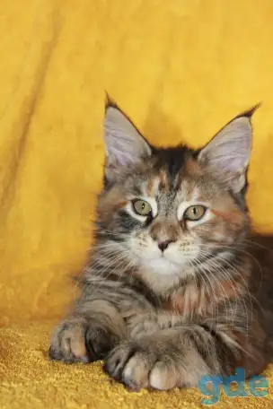 5 Котенок Мейн кун, фотография 1