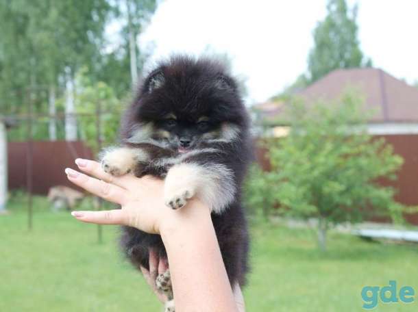 Ищите щенка померанского шпица? Тогда вам - к нам!, фотография 6
