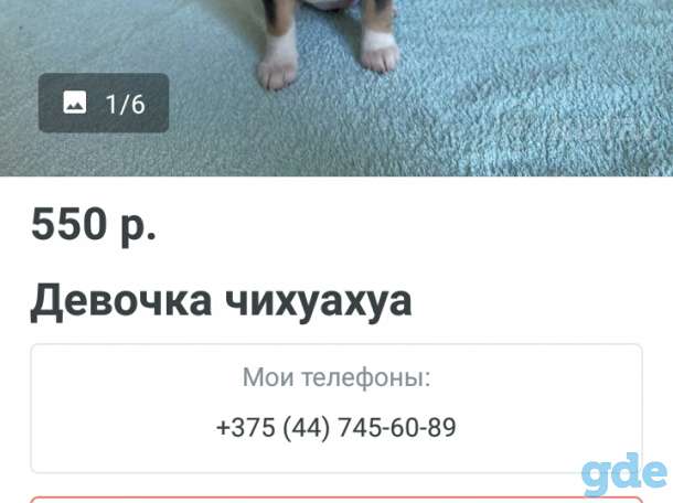 Продам чихуа－хуа, фотография 1