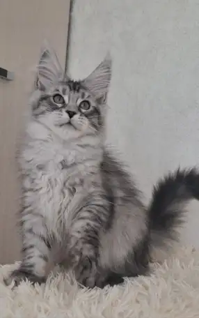 Котята Мейн-кун, фотография 1