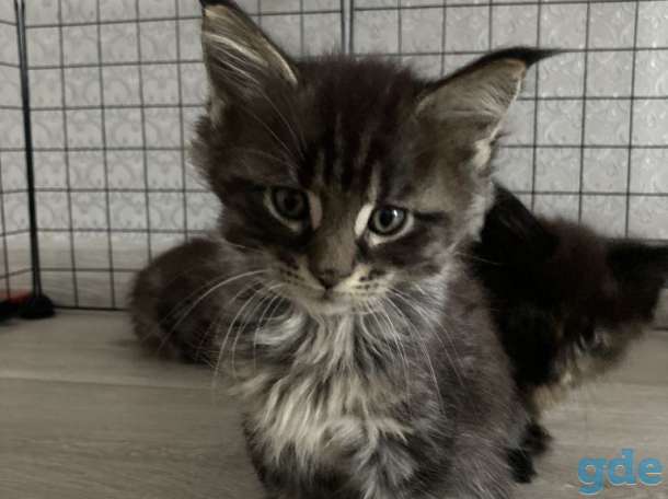 Котята Мей Кун, фотография 1