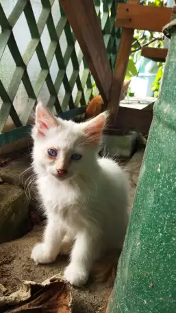 Котята бесплатно, фотография 3