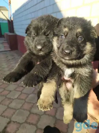 Продам щенков черной немецкой овчарки, фотография 2