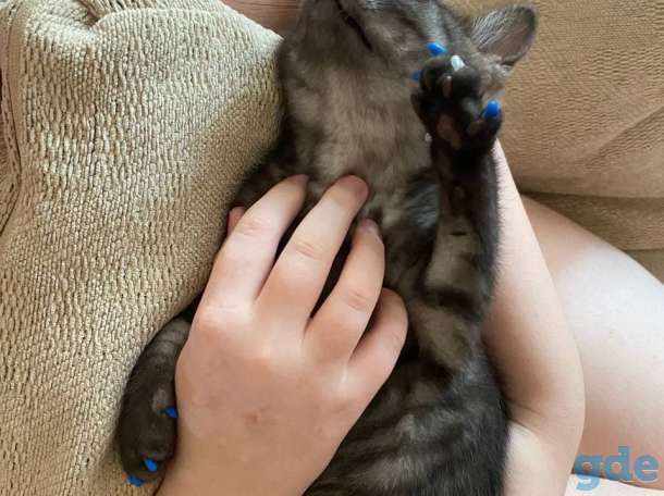 Британский короткошерстый котенок, фотография 9