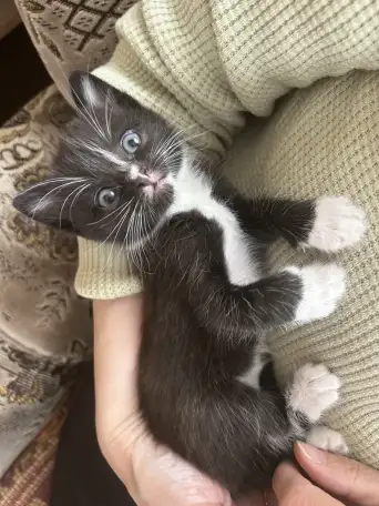 Котята ищут новый дом, фотография 7
