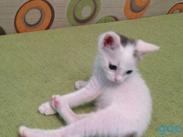 Котёнок ищет дом, фотография 2
