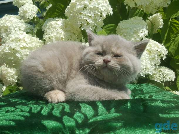Питомник бенгальских и шотландских кошек., фотография 1