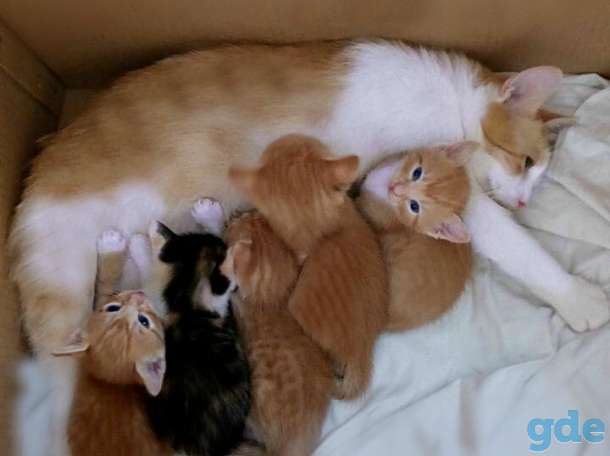 домашние котята, фотография 1