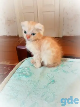 Очаровательные котята, фотография 2