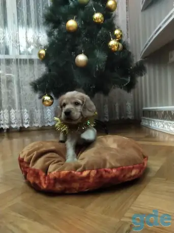 Щенки английского кокер спаниеля, фотография 1
