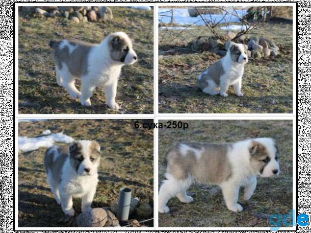 щенки Среднеазиатской овчарки, фотография 6