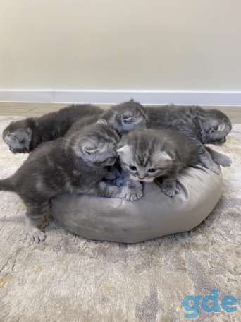 Шотландские котята, фотография 7