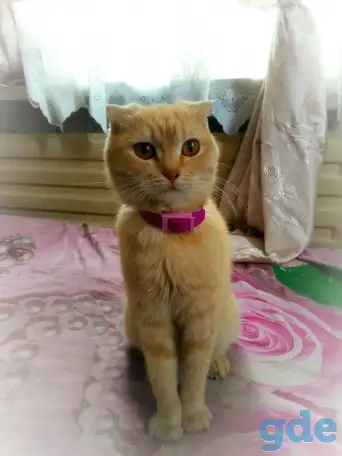Очаровательные котята, фотография 4