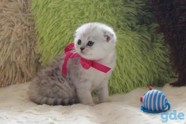 Шотландский котенок, фотография 6