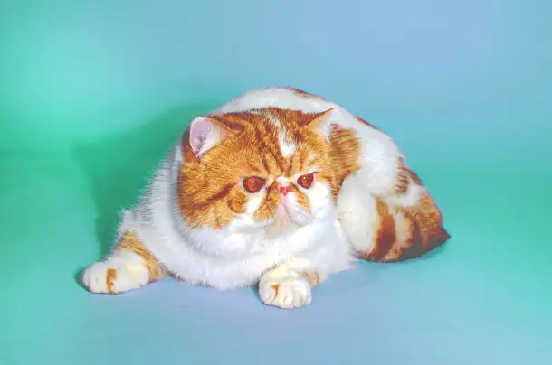 Экзотический кот Гарфилд. Даром., фотография 1