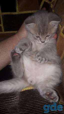 Шотландский котик, фотография 3