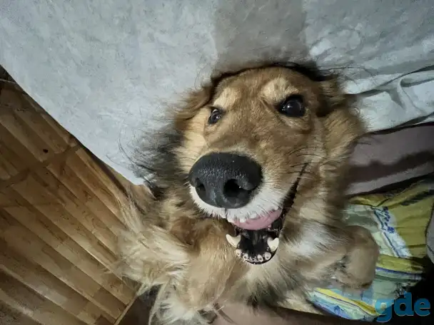Отдам собаку, фотография 1